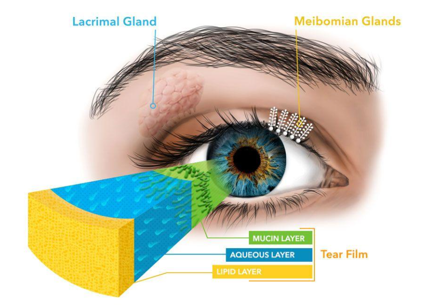 Diagram of eye layers